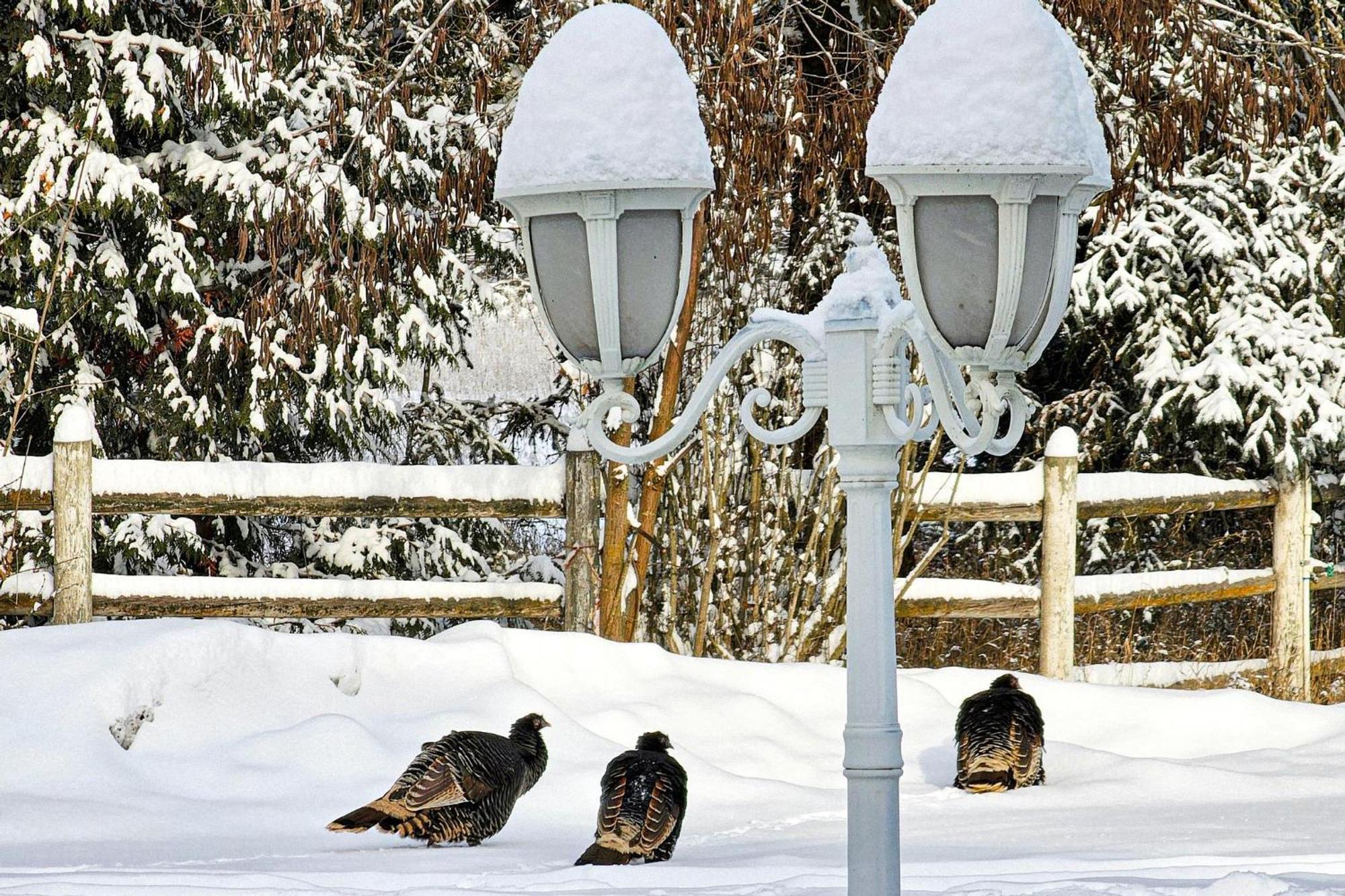 Gardenview Estate Bed And Breakfast Kettle Falls Экстерьер фото